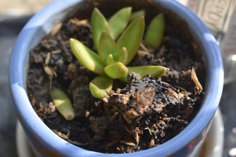 A close up of a small plant in a pot