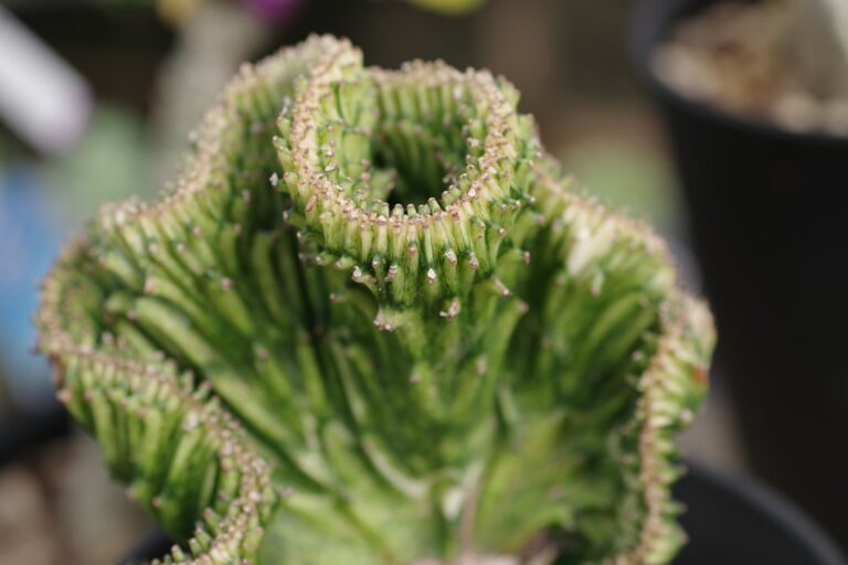 A close up of a green plant in a pot