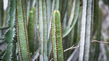 ユーフォルビアとサボテンの違いとは？棘に隠された進化の物語