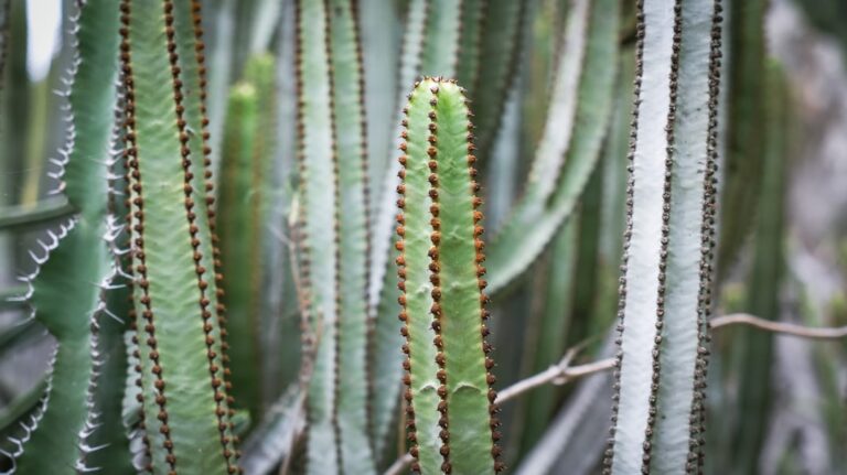 Tall green cacti with sharp spines in a desert