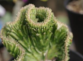 群蛇 ユーフォルビア｜蛇神のごとくうねる塊根植物の異形美な世界