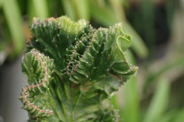 群蛇 ユーフォルビア｜蛇神のごとくうねる塊根植物の異形美な世界