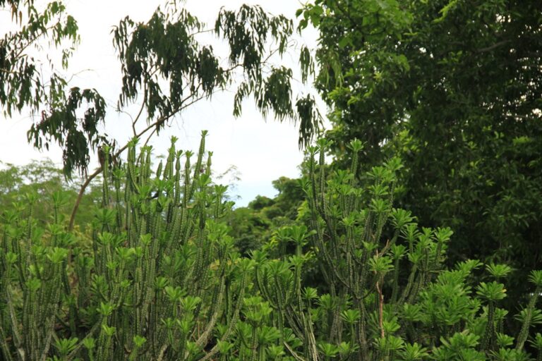 Various green trees and succulent plants under a cloudy sky.