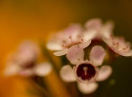 ユーフォルビアの花を楽しむガイド～杯状花序が紡ぐ小さな奇跡の物語