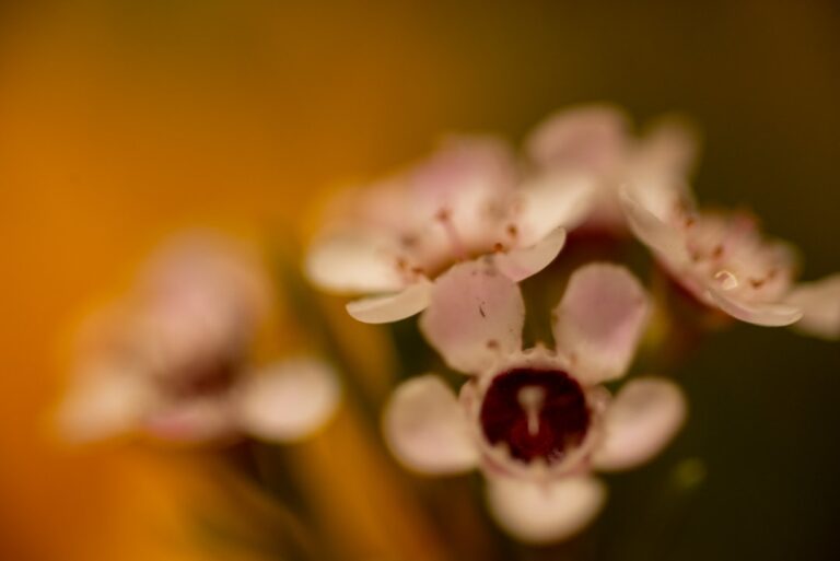 a close up of a flower with a blurry background