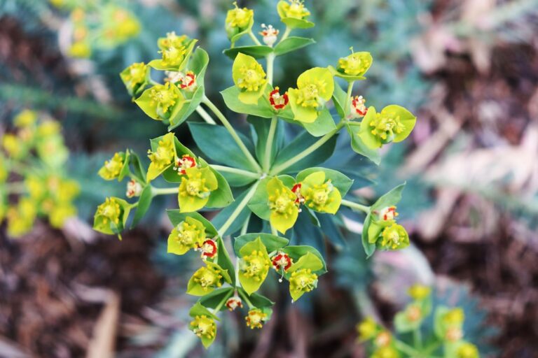a close up of a green plant with yellow flowers