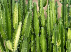 青珊瑚 ユーフォルビアとは｜珊瑚のような枝ぶりが美しい観葉植物