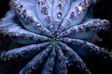 青珊瑚 ユーフォルビアとは｜珊瑚のような枝ぶりが美しい観葉植物