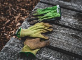 ユーフォルビア植え替えガイド｜根詰まりのサインと樹液対策の基本