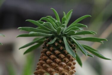 鉄甲丸の育て方｜パイナップル状の塊根が魅せる盆栽ユーフォルビア