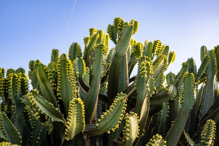 a close up of a cactus plant with a blue sky in the background