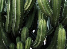 大雲閣 ユーフォルビアという名の、南アフリカが生んだ巨木への招待