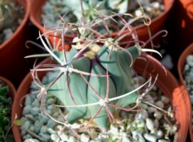 鬼キリンの育て方｜赤褐色の棘がつくる孤高の造形美の世界