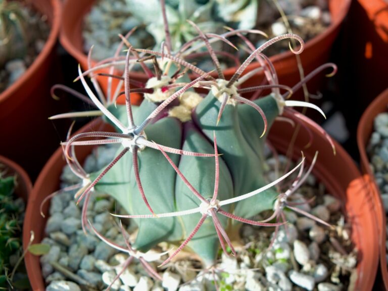 Close-up of a spiky cactus in a pot.
