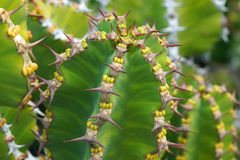 A close up of a green plant with yellow flowers