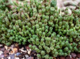 蘇鉄キリンの育て方｜マダガスカル生まれの塊根植物、渋美の系譜