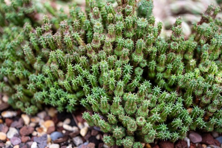 A cluster of small green succulents on gravel