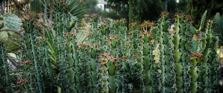 a group of plants with green leaves