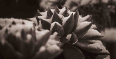 Close-up of spiky succulent plants in sepia tone