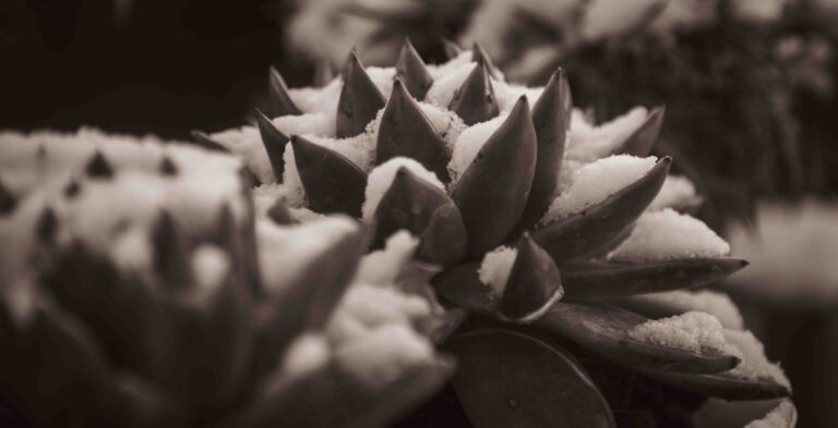 Close-up of spiky succulent plants in sepia tone