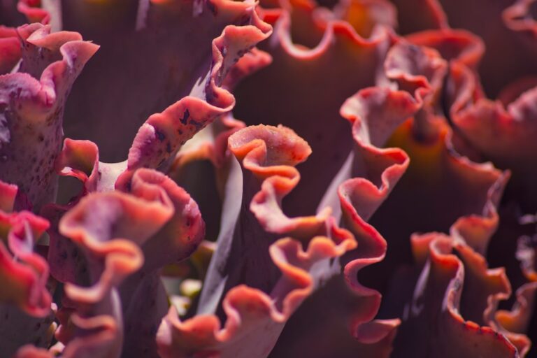 a close up of a plant with pink flowers