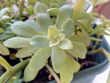 a close up of a plant with green leaves