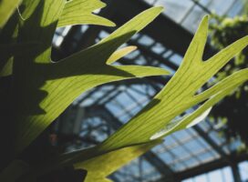 ビカクシダとは何か｜貯水葉と胞子葉が織りなす神秘な着生植物の生態