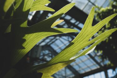 ビカクシダとは何か｜貯水葉と胞子葉が織りなす神秘な着生植物の生態