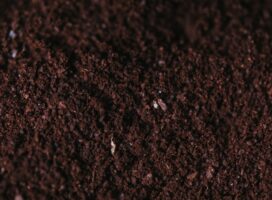 アガベの用土配合の黄金比を解説！基本レシピと環境別の調整方法