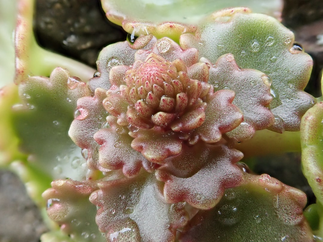 Close-up of a succulent plant with water droplets.