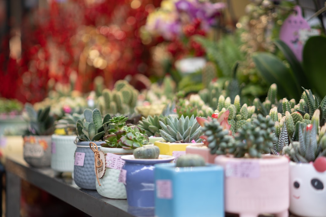 a bunch of succulents that are on a table
