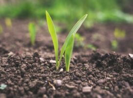 塊根植物の実生のやり方を徹底解説！種まきから育苗まで初心者向け手順