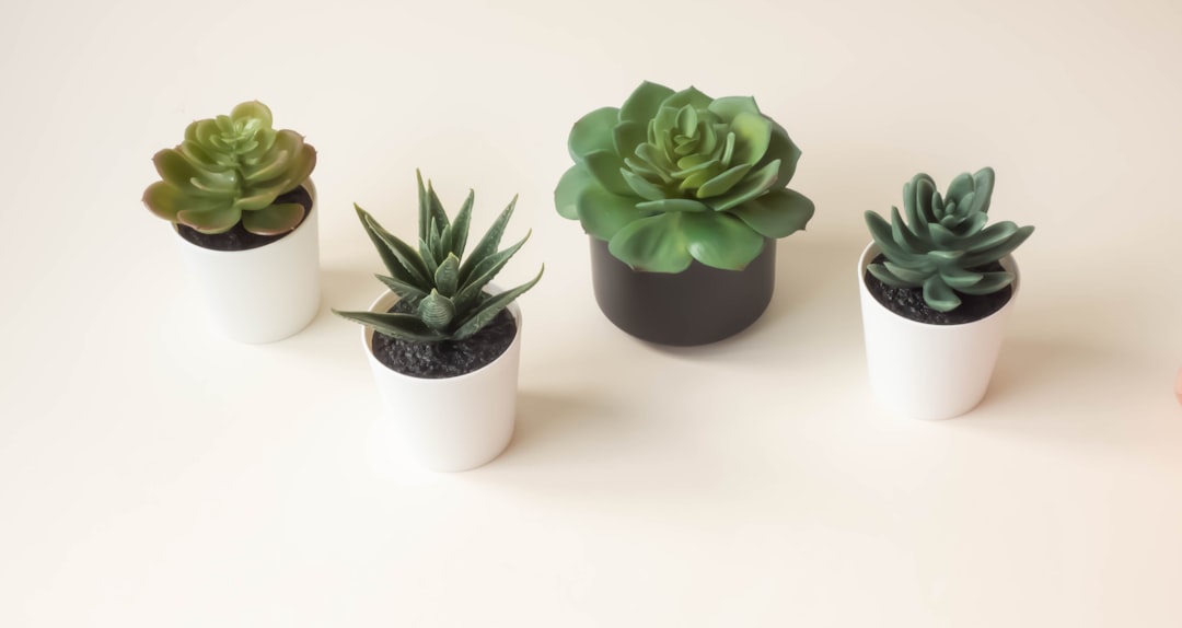 four assorted succulent plants in pots