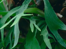 ビカクシダの貯水葉が茶色に！枯れと正常な老化の見分け方と対処法