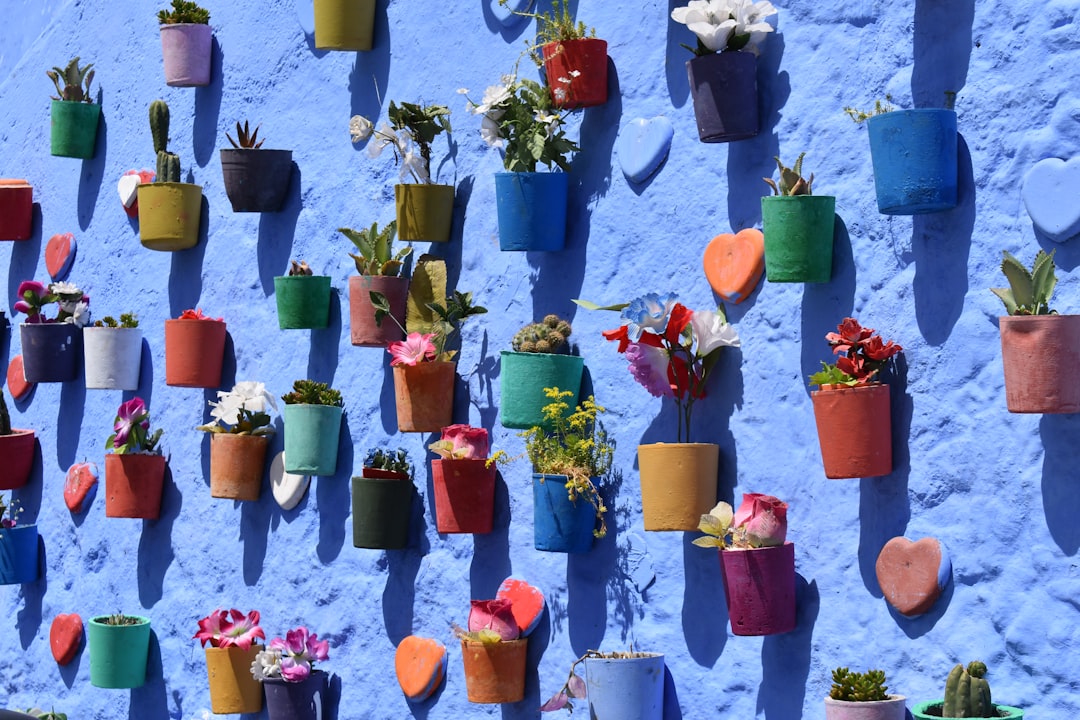 Colorful potted plants adorn a blue wall.