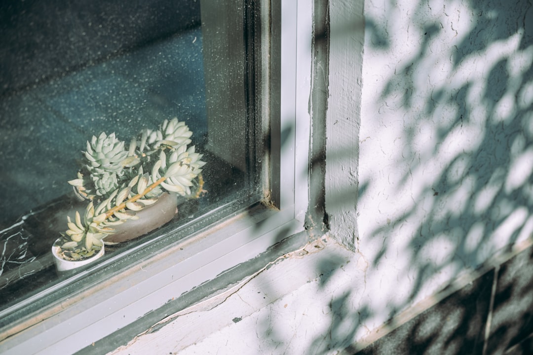 A succulent plant sits on a windowsill with leaf shadows.