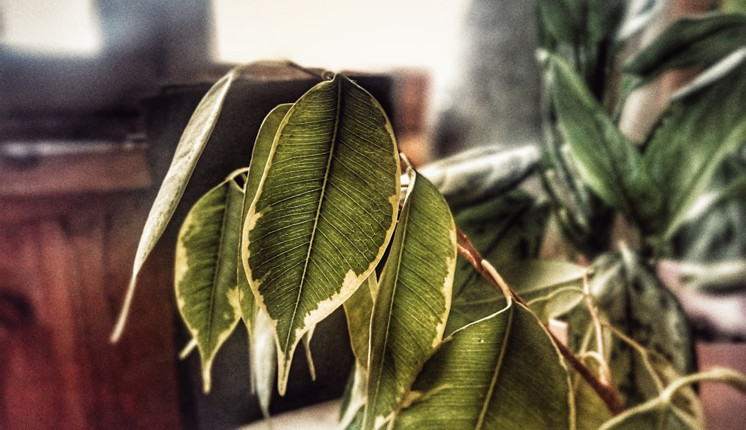green leaf plant near gray wall