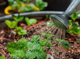 観葉植物の葉が黄色くなる秋の原因｜順番に潰す確認手順