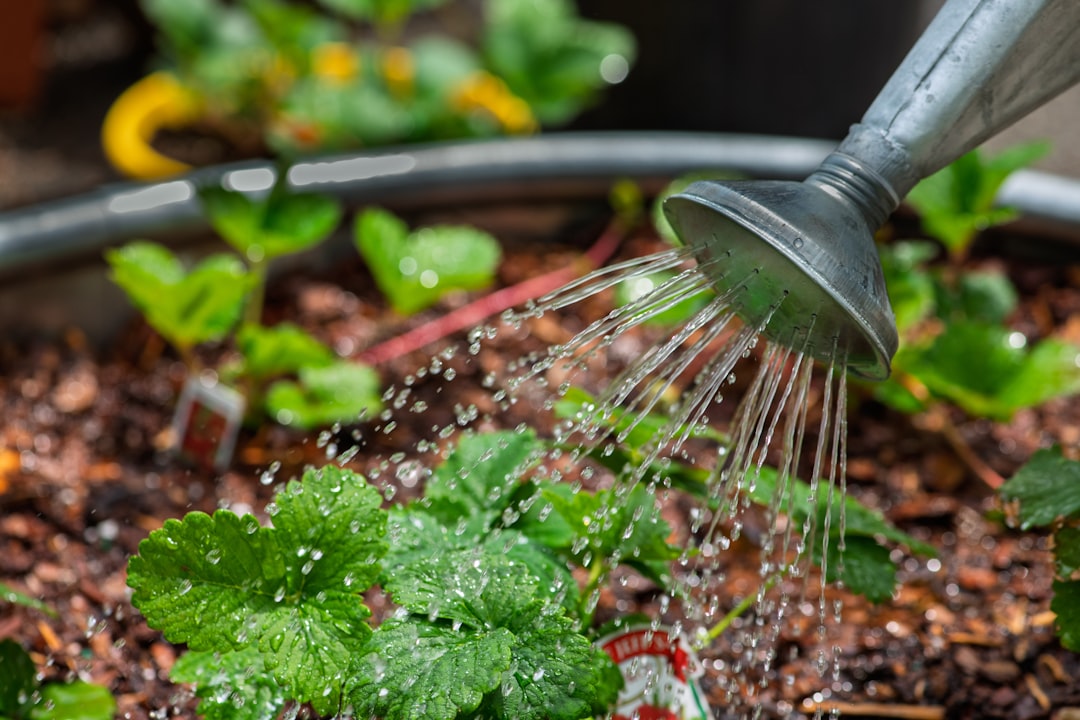 Watering plants with a watering can