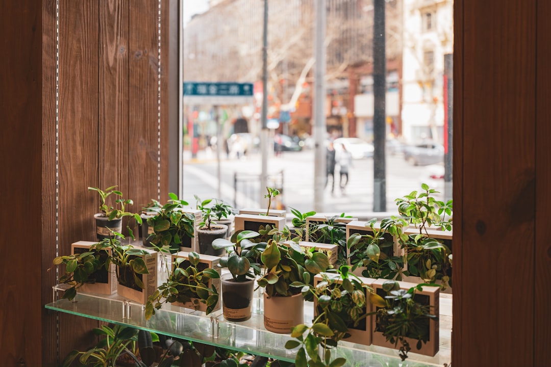 Row of potted plants on a shelf by the window