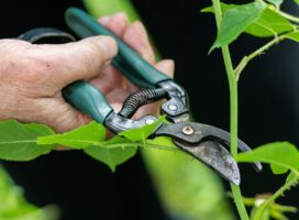 多肉植物の徒長を秋に仕立て直す｜切る位置と再生の手順