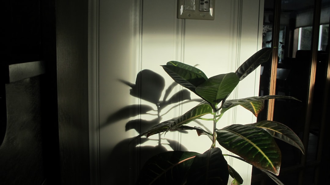a houseplant casts a shadow on a door