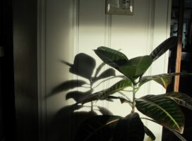 観葉植物を室内へ取り込む時期｜気温の目安と取り込み前の準備