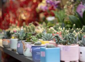 アガベの秋の植え替え時期｜適期の判断と根の処理を解説