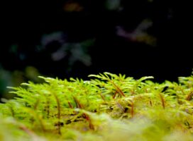ビカクシダの貯水葉が茶色くなる原因｜正常な変化と不調の見分け方