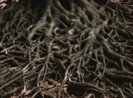 塊根植物の落葉のサイン｜秋の休眠入りと不調の見分け方