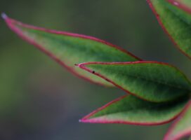 多肉植物は屋外でいつまで育てられる？取り込みラインの決め方