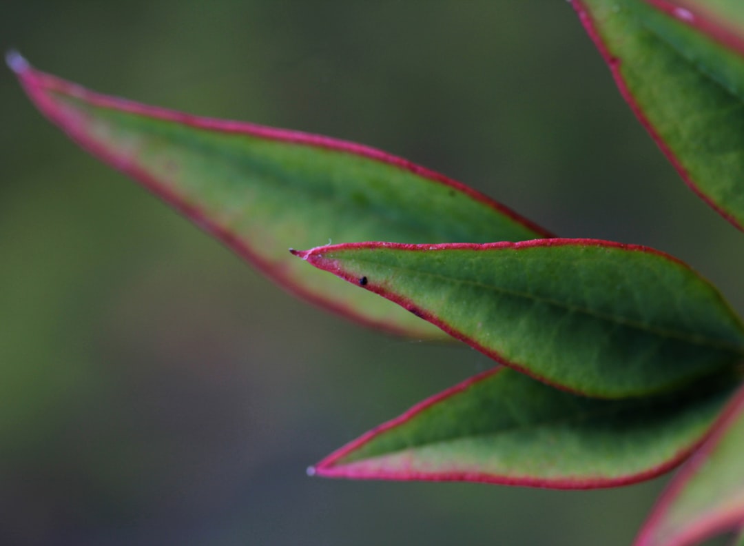 purple and green leaf in close up photography