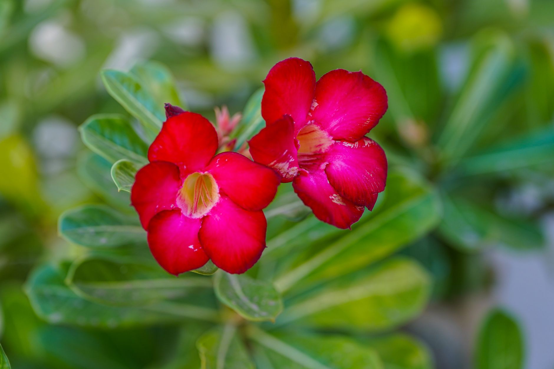 Bright red desert rose flowers captured in Baja California Sur, Mexico.