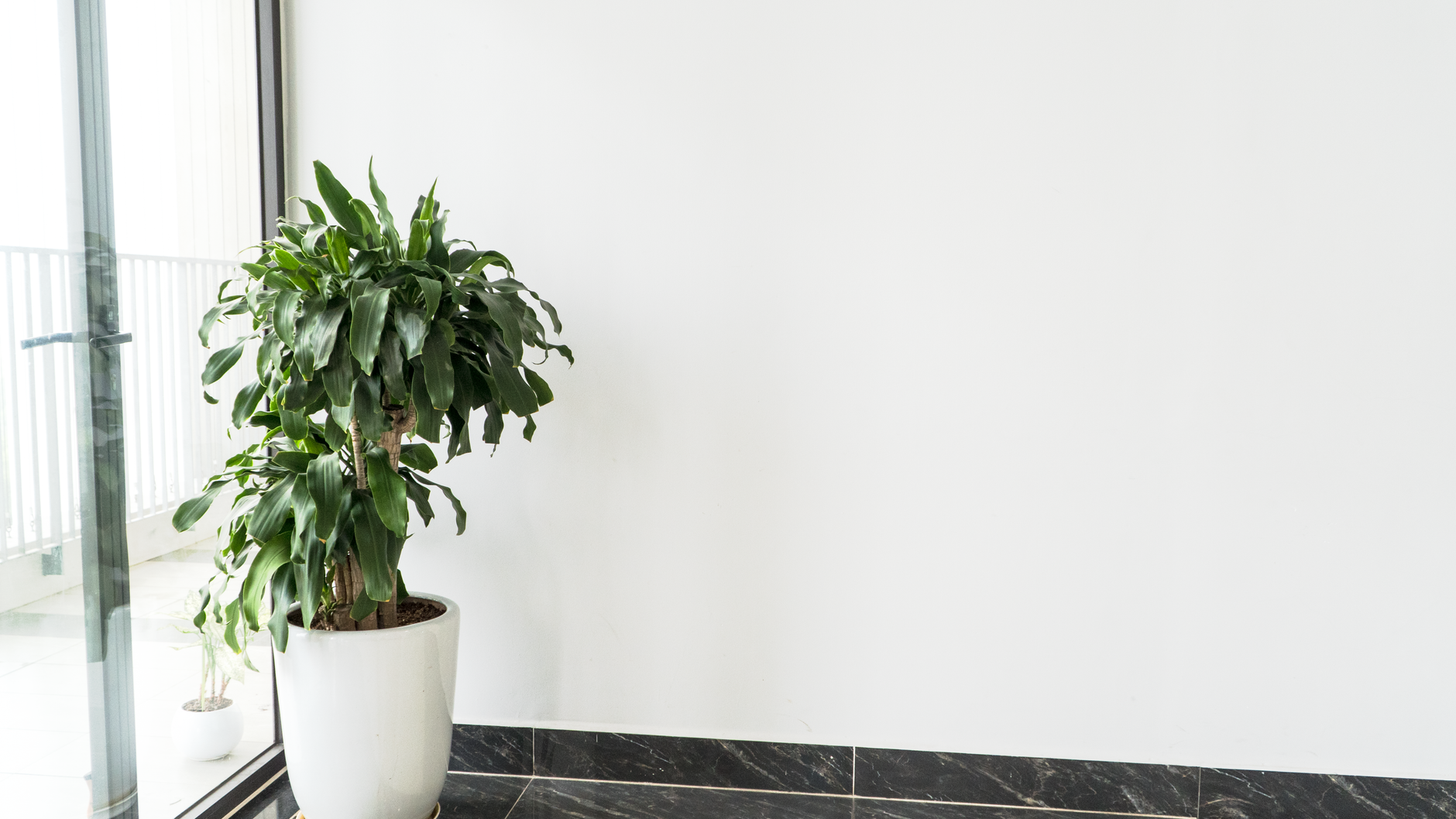 A lush indoor plant in a white pot against a minimalist white wall.